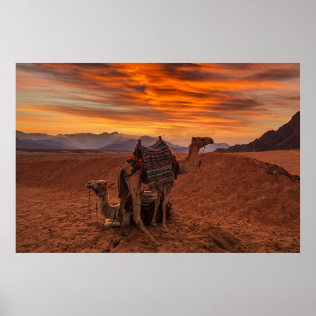 Poster Deserts | Bactrian Camel Egypt Sand Dune (Frente)