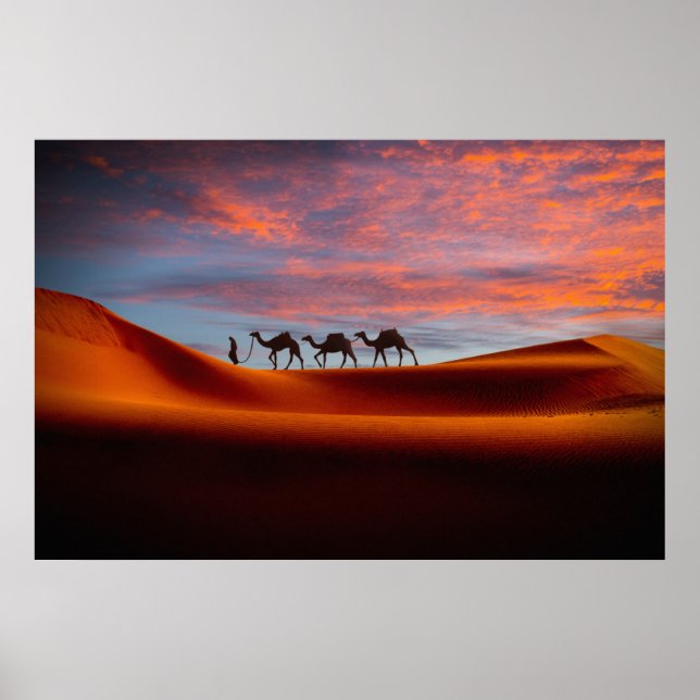 Poster Deserts | Man & Camels in the Sand Dunes (Frente)
