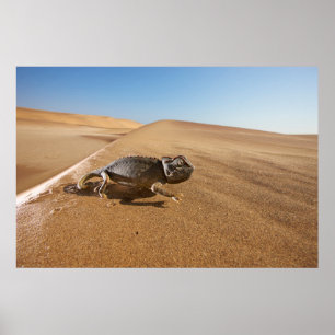 Poster Deserts Namaqua Chameleon in Desert
