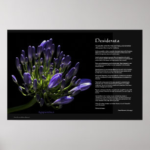 Poster Desiderata - Agapanthus, African Lily