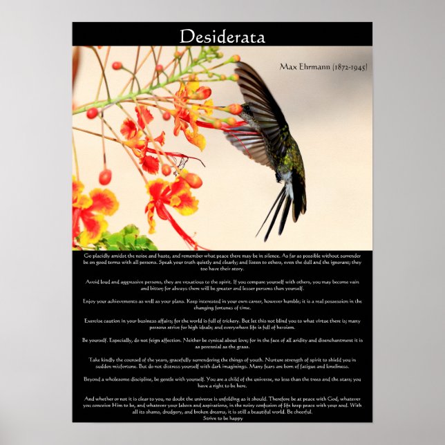 Póster Desiderata Hummingbird borzando uma flor (Frente)