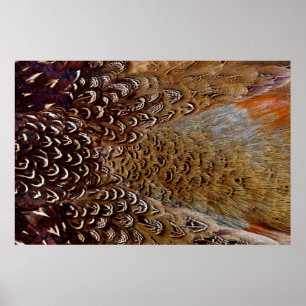 Póster Design da pena do faisão de Brown