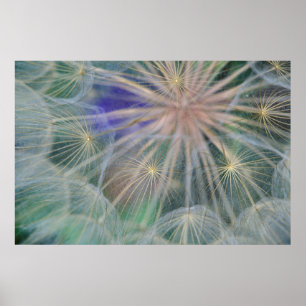 Poster Design de cabeça de semente  Genese, Idaho