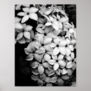 Poster Design de Flores e Jardins Vintage