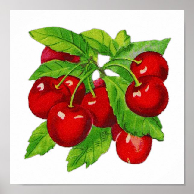 Poster Design de Fruta de de Cereja Vintage Excelente par (Frente)