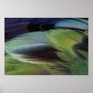 Poster design de padrão de pena de papagaio