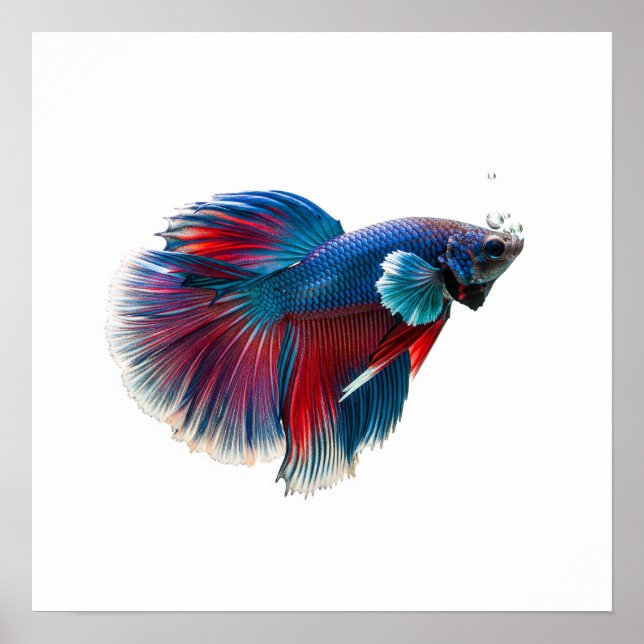 Poster Design de peixes nadadores vibrantes (Frente)