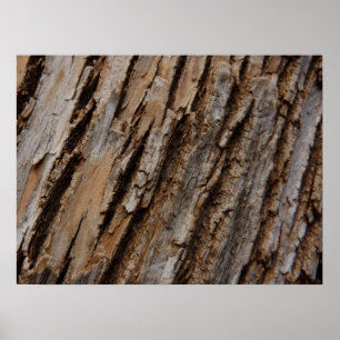 Póster Design de Textura Abstrata Natural da Casca da Árv