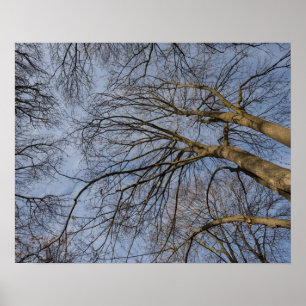 Póster design/padrão do tronco de árvore. Pioineer Park
