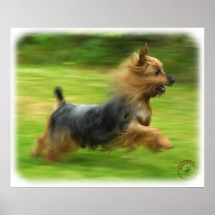 Poster Design Silky Terrier australiano