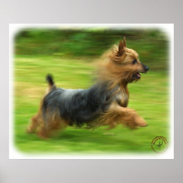 Poster Design Silky Terrier australiano (Frente)