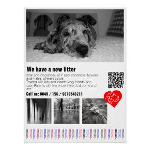 Póster Designer - Grande Dane Puppy Poster