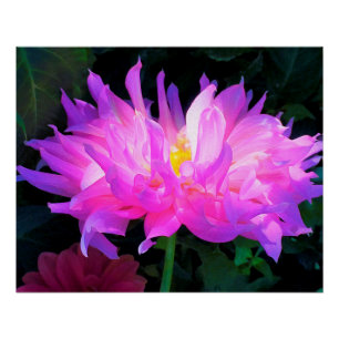 Póster Deslumbrante Cactus Dahlia Rosa e Roxo