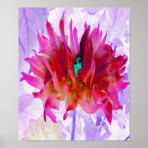 Deslumbrante Cactus Dahlia Vermelho e Rosa Quente