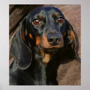 Poster Deslumbrante retrato de animais dachshund