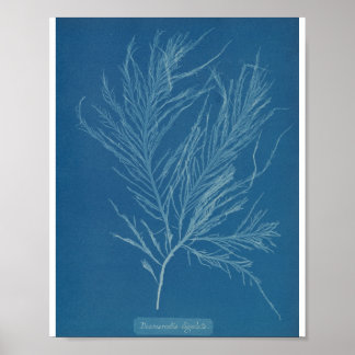Poster Desmarestia ligulata por Anna Atkins
