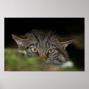 Poster desorganizado escocês