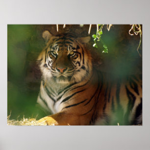 Poster Despertando o tigre
