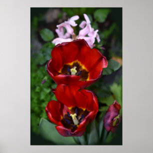 Poster Despertar da primavera, Tulipas