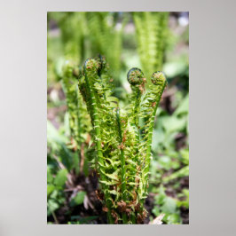 Poster Despertar jovem samambaia no jardim