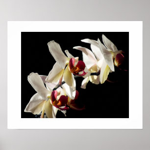 Póster Destaques Florais das Orquídeas Brancas de Phalae