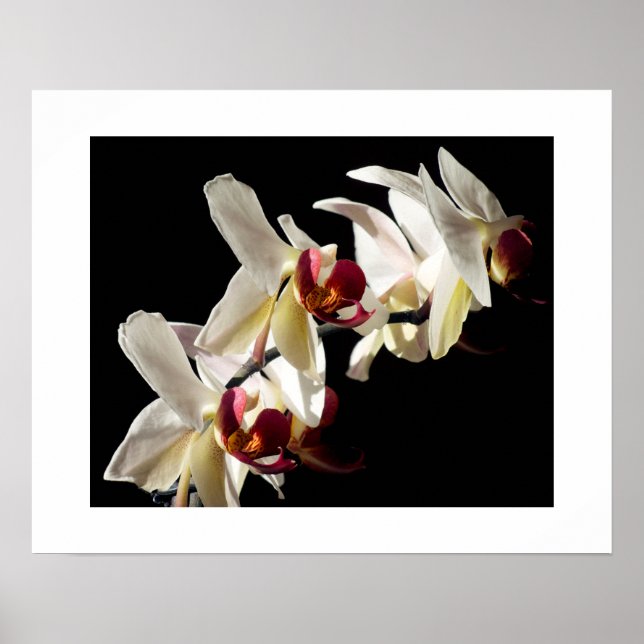 Póster Destaques Florais de Orquídeas Phalaenopsis Branca (Frente)