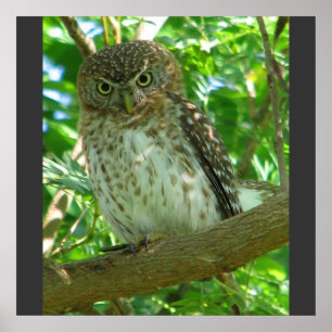 Póster Destino animal da natureza da árvore da pena da