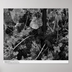 Póster Detail of Grapes, Draper Vineyard, Napa, 1966