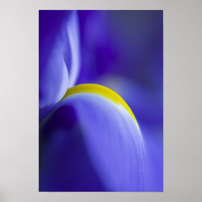 Póster Detalhe aproximado de uma íris Blue Flag. (Frente)