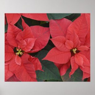 Poster Detalhe da Poinsettia Vermelha (Euphorbia pulcherr