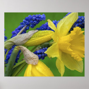 Póster Detalhe das flores de daffodil e hyacinth. Crédit