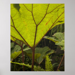 Póster Detalhe de planta em um jardim botânico, Equador 2