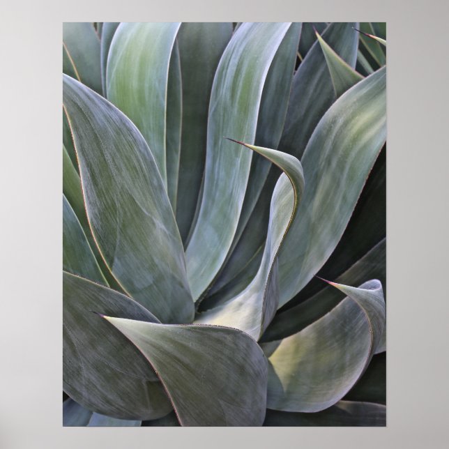 Poster Detalhe de Suculente Desvanecido, 2017 (Frente)