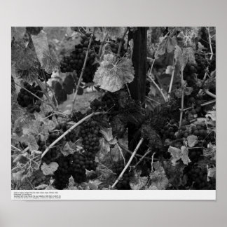 Póster Detalhe de Uvas, Vinha Draper, Napa, 1966