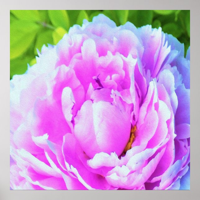 Poster Detalhe Deslumbrante da Flor de Peônia Dupla Rosa (Frente)
