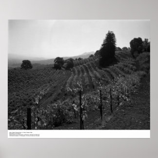 Póster Detalhe, Draper Vineyards perto da Rua.