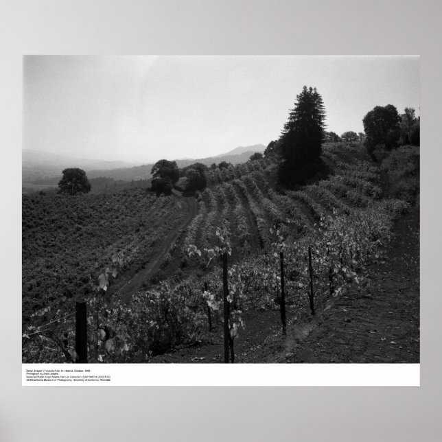 Póster Detalhe, Draper Vineyards perto da Rua. (Frente)