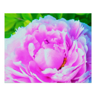 Póster Detalhe impressionante da Flor de Peony Rosa Dupla