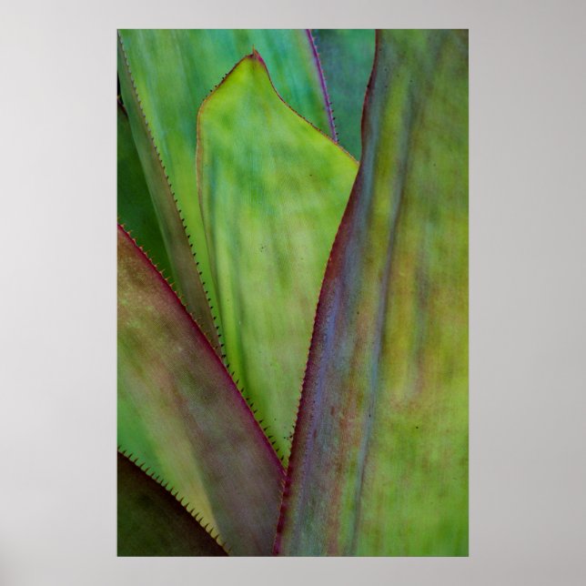 Poster Detalhes da planta Agave (Frente)