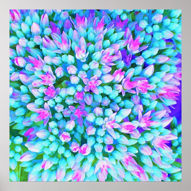 Poster Detalhes das Flores Sedum Azul e Rosa Quente Sucul (Frente)