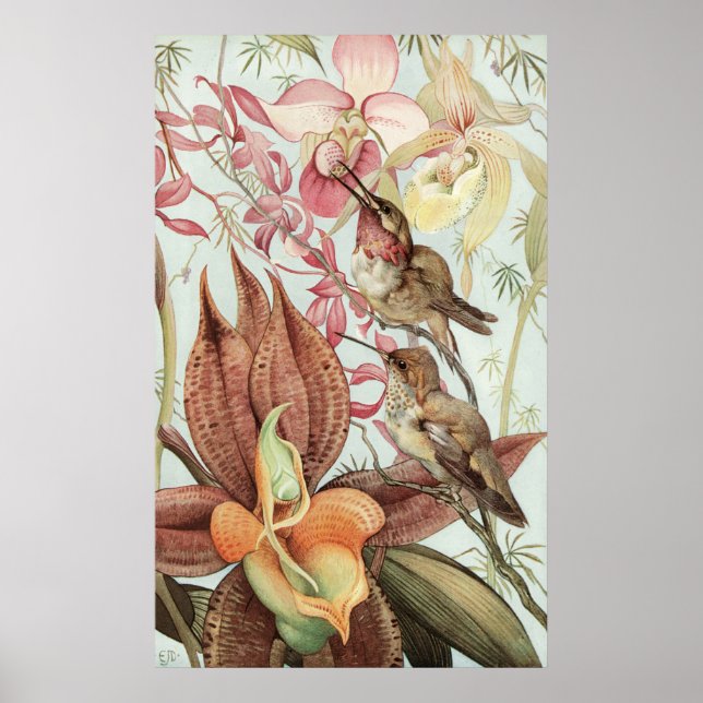 Póster Detmold Catasetum e Cipripedios (Frente)