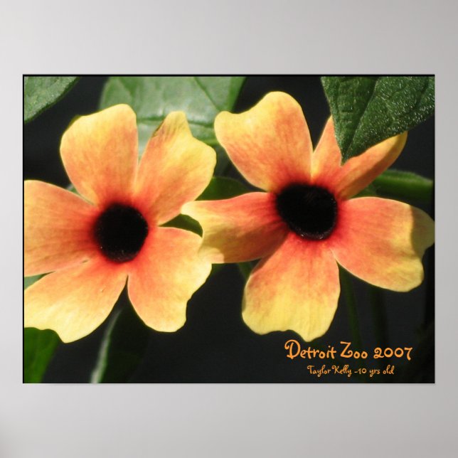 Póster Detroit Zoo (Frente)