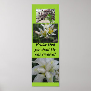 Póster Deus do elogio para o que criou!