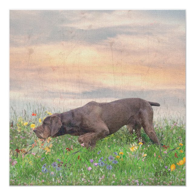 Póster Deutsch Drahthaar (Frente)