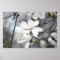 Deve ser Primavera, Árvore de Tulipas em Bloom