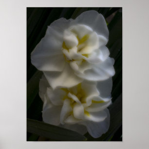 Poster Deve ser um Dream Narciso Daffodils