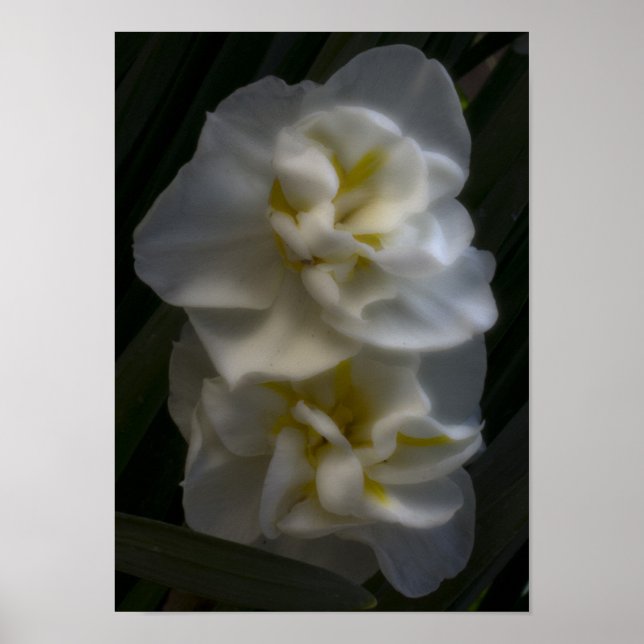 Poster Deve ser um Dream Narciso Daffodils (Frente)