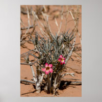 Devil Claw Flowers After Rain In A Desert