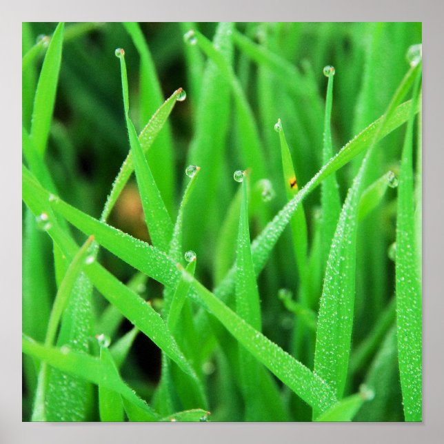 Póster Dew Crowned Grass (Frente)