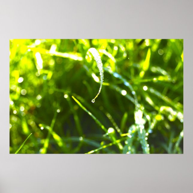 Póster Dew Drop (Frente)